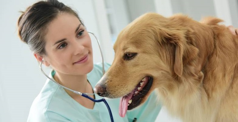 En la capital de Ucrania, un refugio para animales supervivientes de la guerra