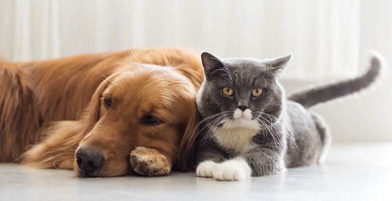 La esperanza de vida de las mascotas se duplicó en los últimos 20 años