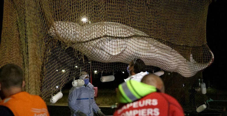 Sacrifican a la ballena beluga varada en el río Sena tras rescatarla