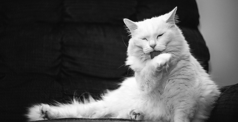 La frecuencia y el color del vómito, son factores que indican si su gato tiene buena salud