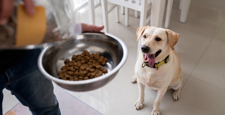 Los recipientes de comida de los perros son importantes fuentes de contaminación bacteriana