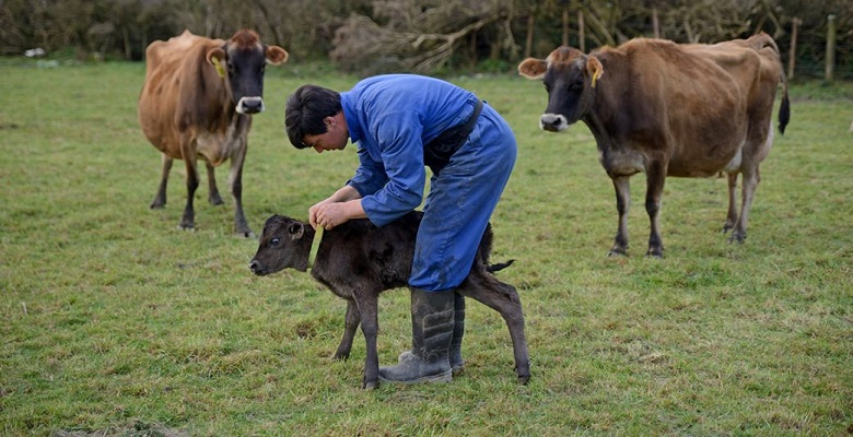 Historia de la medicina veterinaria