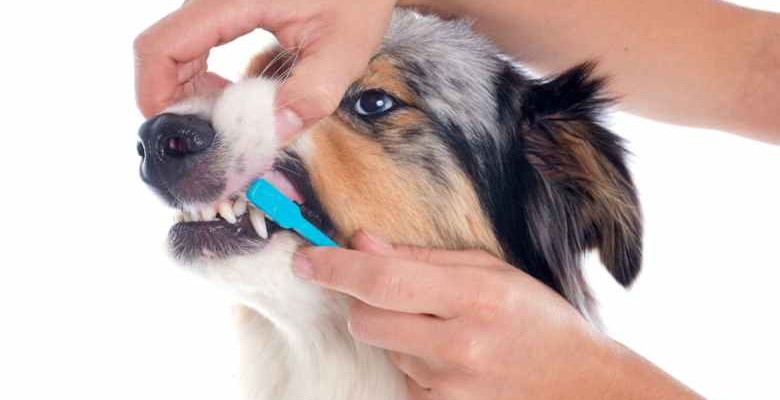 Gingivitis perros: causas y pronóstico