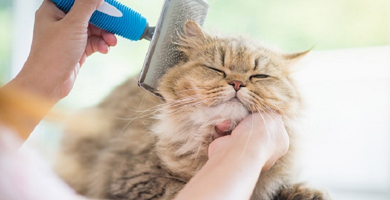 Aunque puedan parecer animales muy independientes, los gatos necesitan unos cuidados específicos para tener una vida larga y feliz