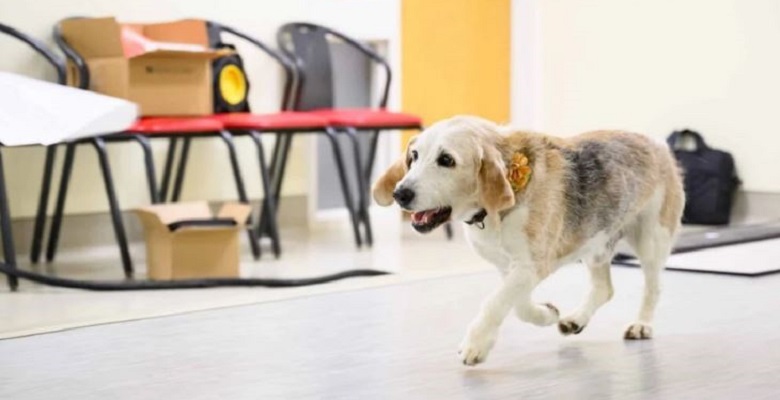 Caminar lento podría ser un signo de demencia en perros mayores