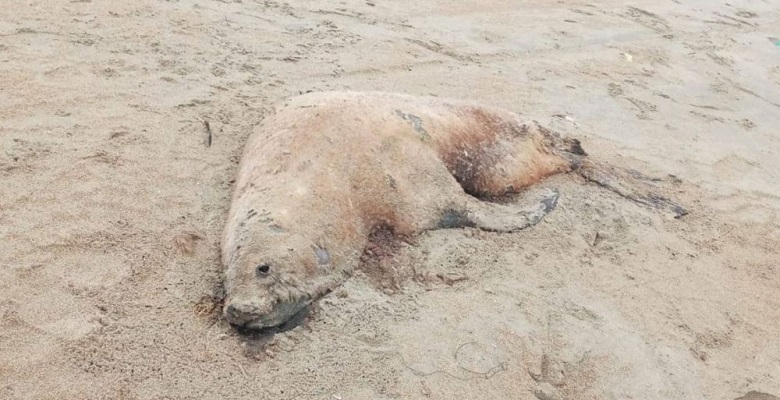 La muerte masiva de lobos marinos por gripe aviar sugiere que el virus puede estar saltando entre mamíferos en la naturaleza