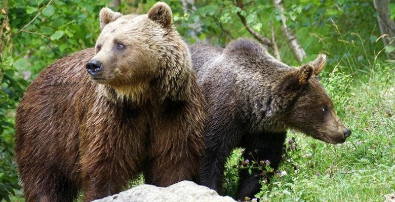 EEUU encuentra en un oso una cepa de salmonela resistente nunca antes aislada en animales