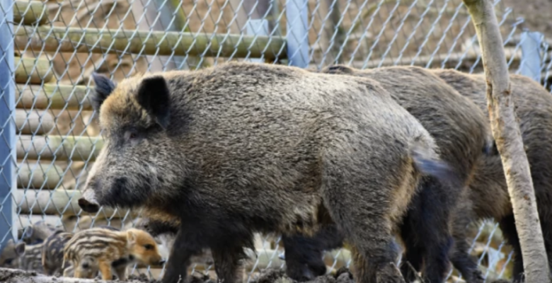 Descubren una especie de Rickettsia zoonótica nunca antes detectada en jabalíes