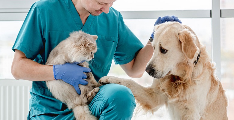 Veterinarios en EEUU están bajando los precios de sus servicios para enfrentar la crisis del coste de vida actual