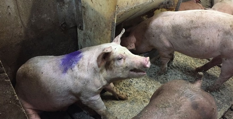 Detectan un brote de fiebre porcina clásica en Brasil, sin casos desde hace un año