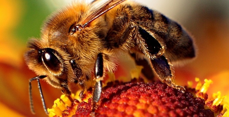 Descubren una nueva forma en la que los insecticidas afectan a la salud de las abejas