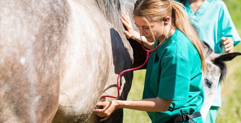 Veterinarios españoles diseñan un nuevo biomarcador pronóstico de supervivencia en equinos con cólico