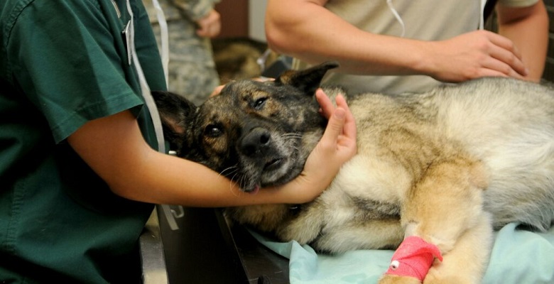 Plantean tipificar el delito de negligencia veterinaria en Baja California