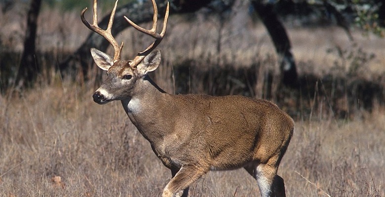 Un compuesto de la sangre del venado puede albergar la cura frente a la enfermedad de Lyme