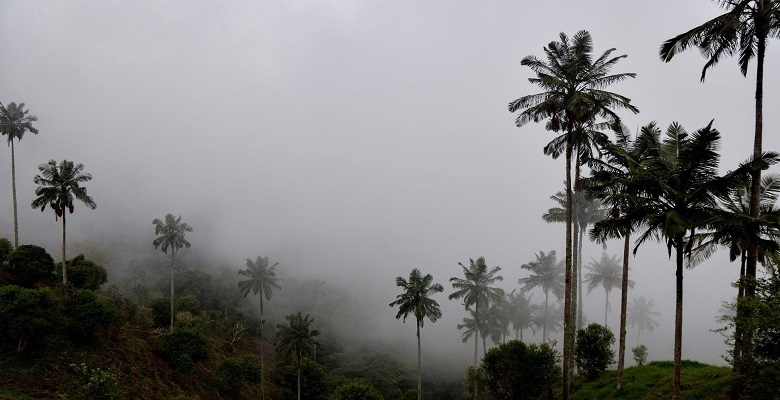 Más de 2.100 especies de plantas y animales están en peligro de extinción en Colombia