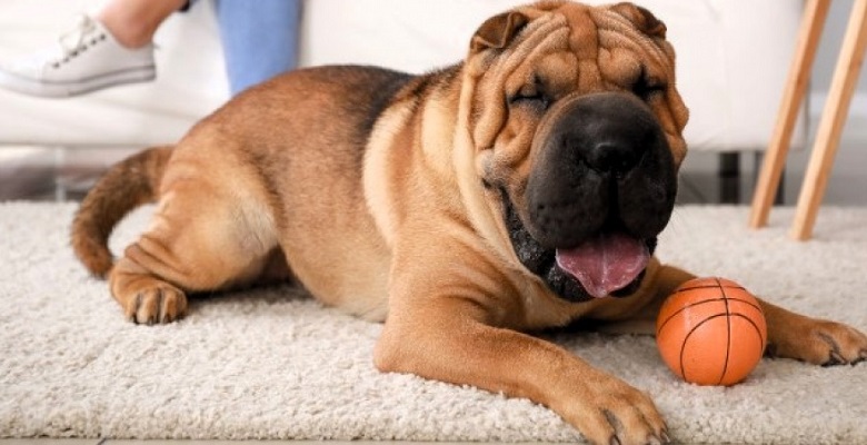 Alertan de una extraña complicación derivada de la resonancia magnética en perros de raza Shar-Pei