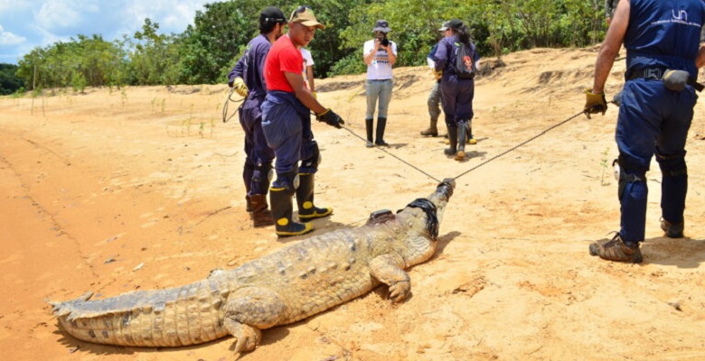 Liberaron 130 caimanes en el río Orinoco