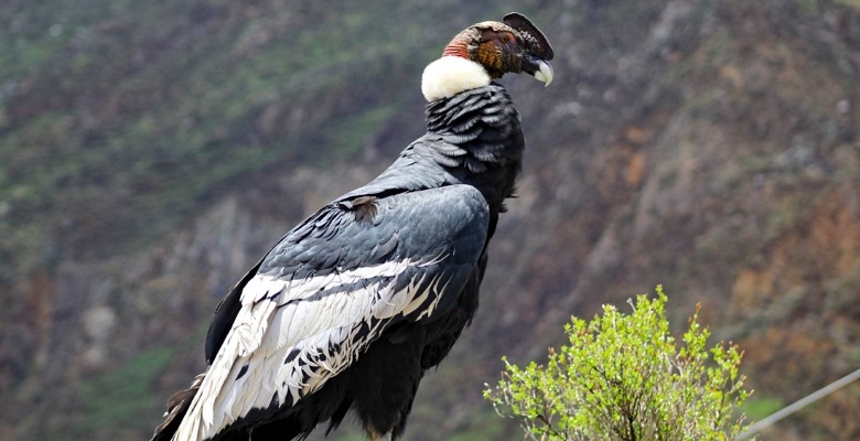 Colombia se vuelca en la conservación del cóndor andino