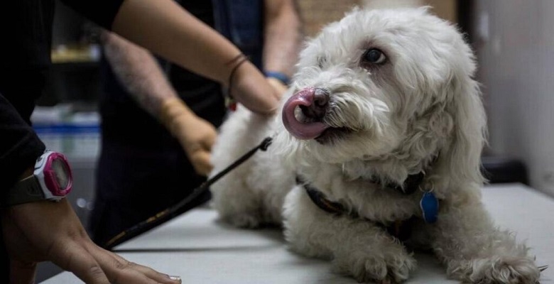 Alertan sobre productos falsificados para mascotas