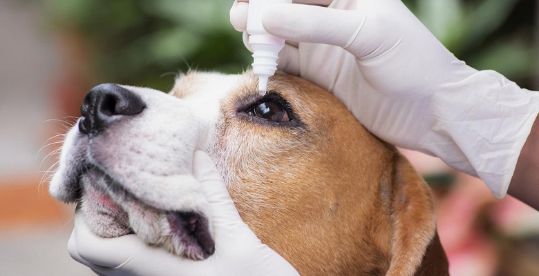 Alertan de que la dexametasona aumenta la resistencia antibiótica de los colirios en las conjuntivitis caninas