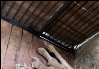 3 cachorros «pantera leo» nacieron en el Parque Chorros de Milla
