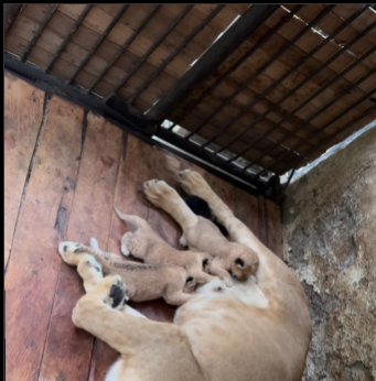 3 cachorros «pantera leo» nacieron en el Parque Chorros de Milla