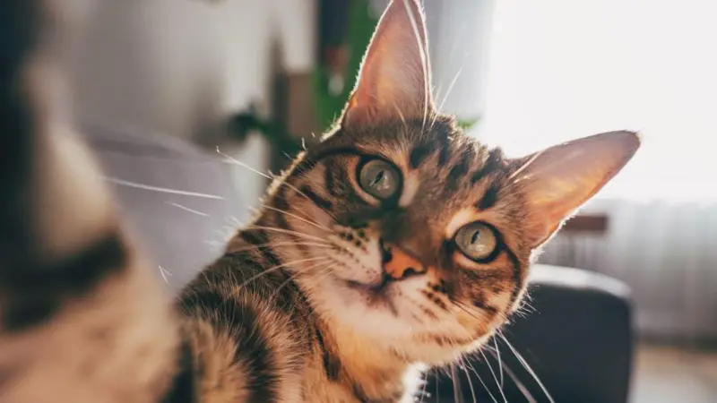 Por qué los gatos -y no los ratones- «son el modelo perfecto» para estudiar la demencia en los humanos