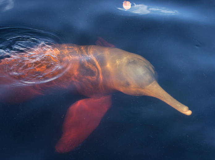 La tonina: el alma rosada de nuestros ríos que pide respeto