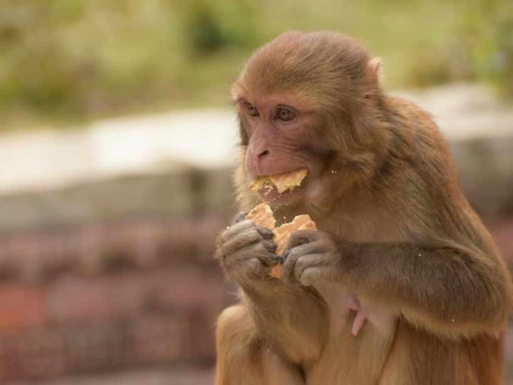 ¿Qué pasa si damos un trato humanizado a la fauna silvestre?: sufren adicción a alimentos procesados y caen en cuadros de agresividad