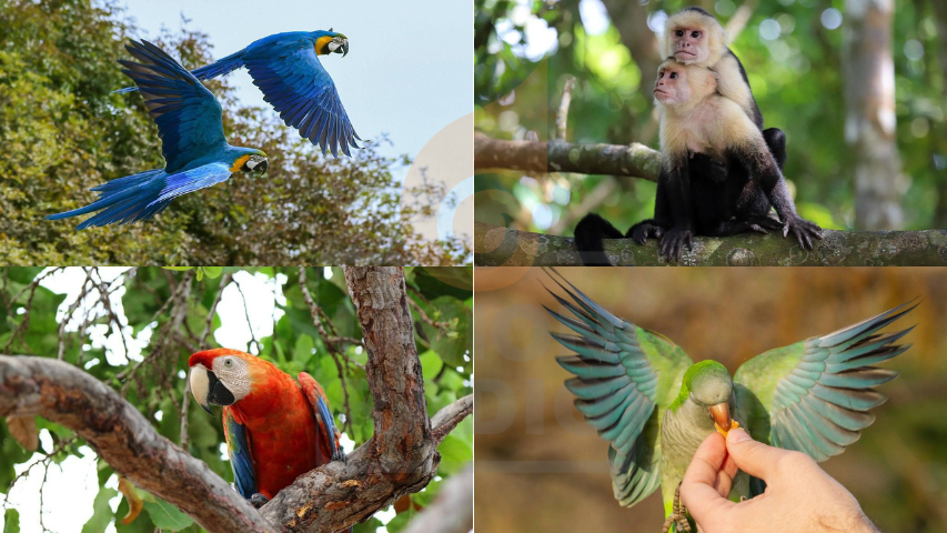 Inicia campaña formativa en protección de la fauna silvestre en Venezuela