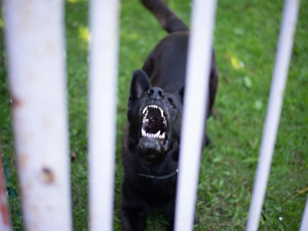 Una de cada siete personas desarrolla traumas psicológicos tras recibir un ataque de un perro